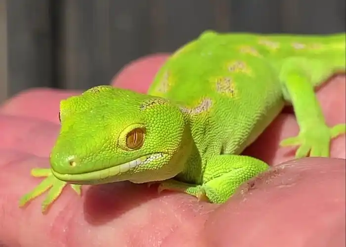 【转载】绿守宫宝宝的新家