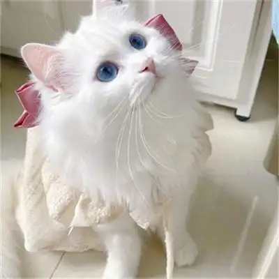 2022很萌的可爱的猫咪图片 超可爱猫咪图片萌萌哒_动物头像_美头网