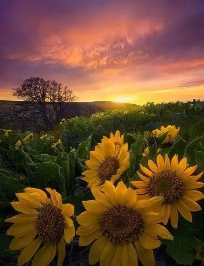 心灵画报:与其去担心那些可能根本就不会发生的事,不如置身春光明媚中