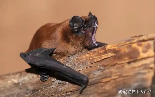 世界十大最毒蝙蝠排名