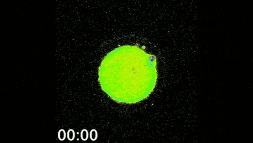原来真有爱情的火花科学家发现精卵细胞结合时会出现神奇的闪光