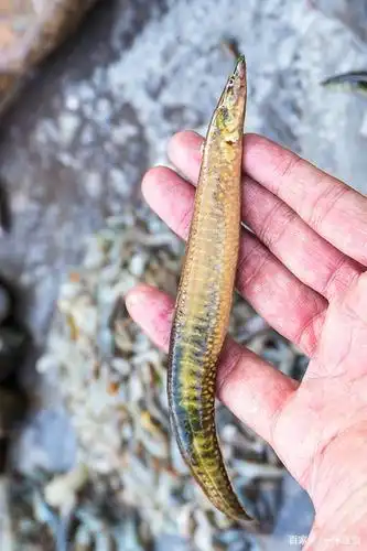 这鱼长得像一把刺刀,被乡下小孩嫌弃,却被当补品快吃绝了
