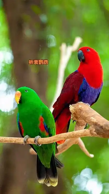 抖音图文来了 #萌宠 #鹦鹉00  会说话的鹦鹉品种 - 抖音