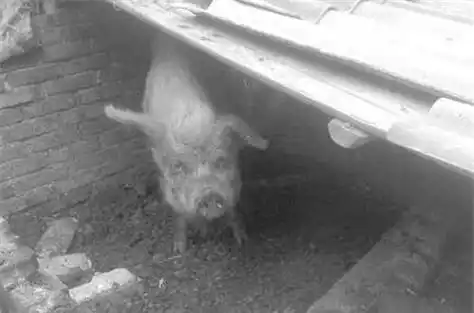 汶川地震中,被埋36天瘦了200多斤的猪坚强,今在博物馆好吃好喝