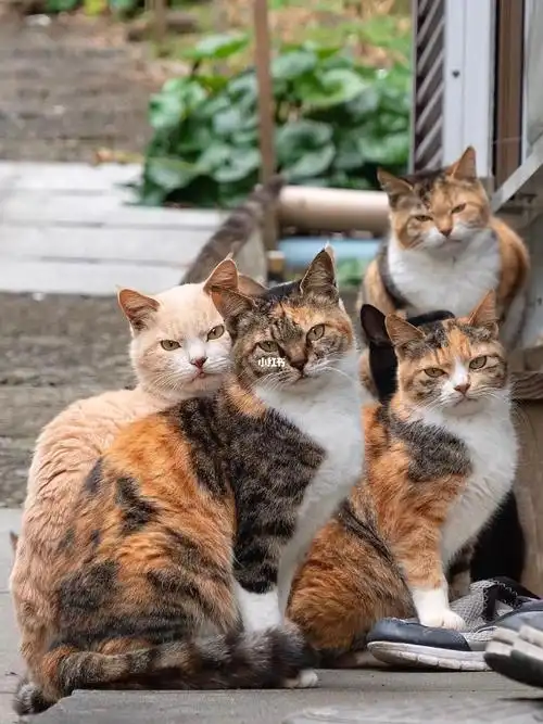 猫咪合影超大杯合集