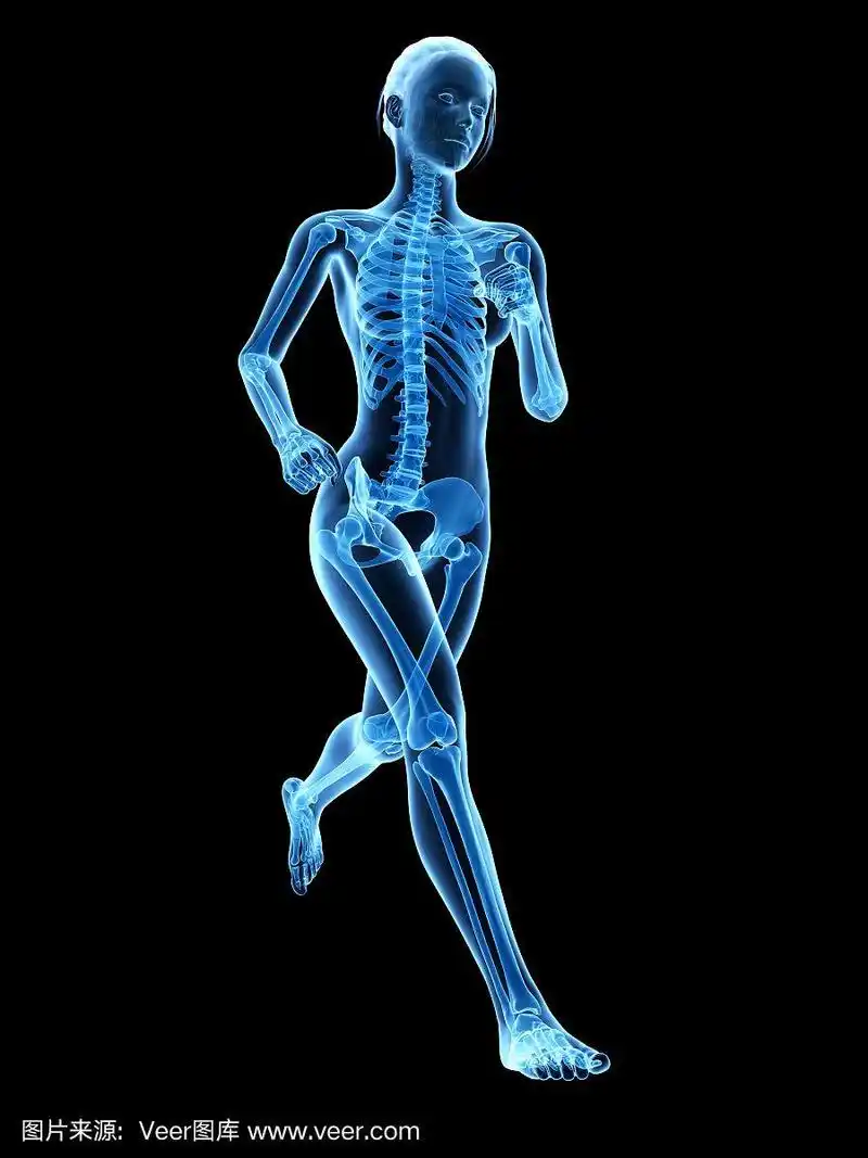 女性骨架