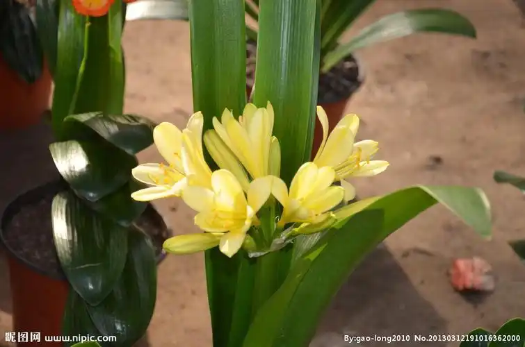 摄影 生物世界 花草 微信快捷登录 查看完整大预览图 用户名登录 方式