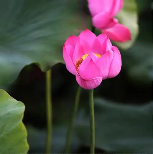 妙乐长老的莲花诗～微妙香洁莲九品,花开见佛悟无生