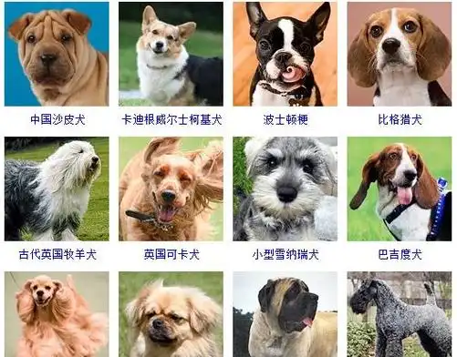 72种名犬图片,72种名犬图片及名字价格
