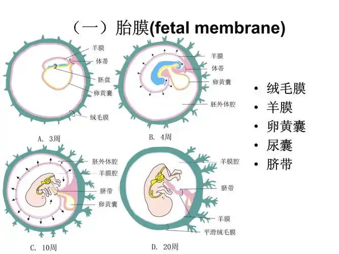 医学组织学课件11章胎膜和胎盘