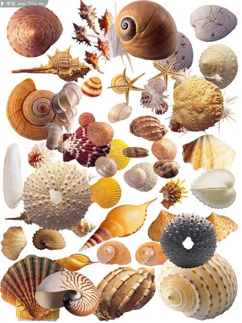 各种贝壳图片