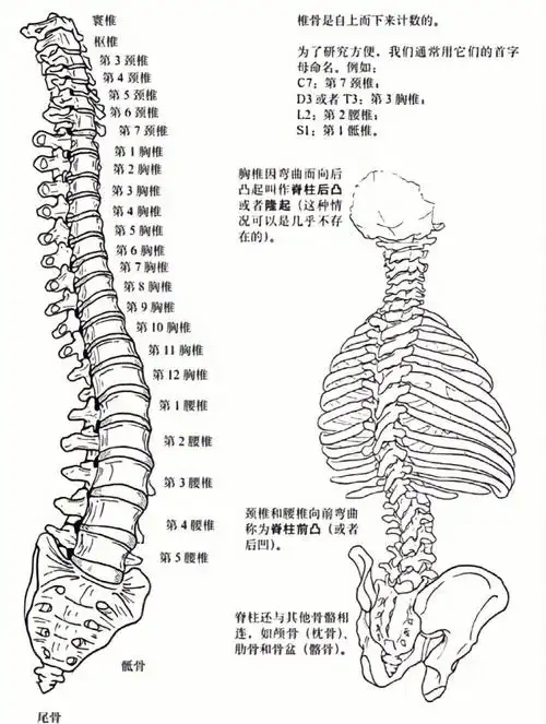 人体脊柱解剖图收藏瑜伽老师必备