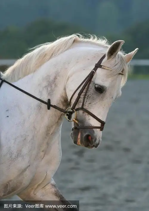 一匹白马的侧面