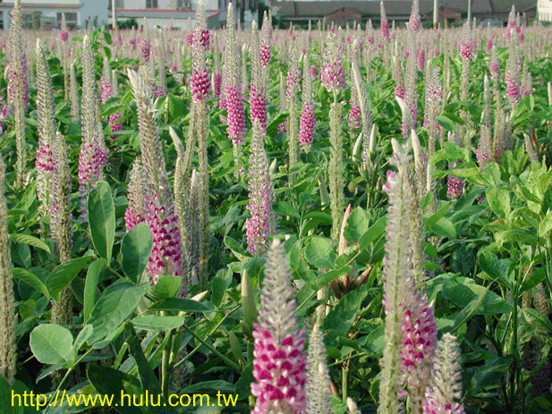 狐狸尾 - 第1张  | 中草药图片大全-中药的功效与作用