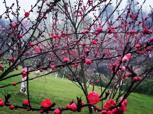三月桃花坞,烟雨醉江南 - 美篇