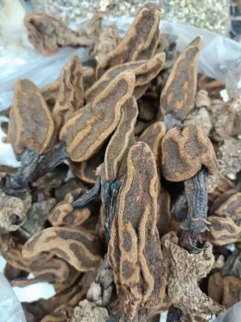 听名字想功效 回春草又名回心草,肉苁蓉,地灵芝,是一种天生的草芽