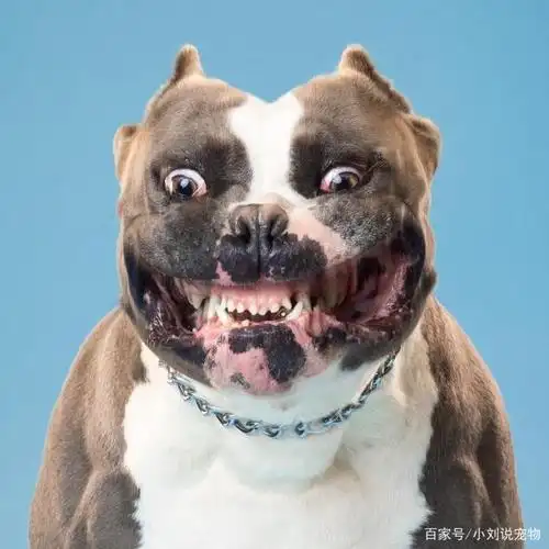 完全崩坏的狗狗表情包出炉,搞怪斗鸡眼各个是戏精