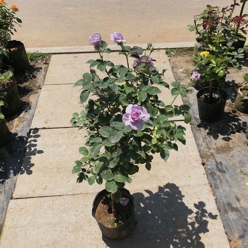 月季大花月季品种 室内阳台庭院别墅点缀花卉当年多季开花 蓝色风暴