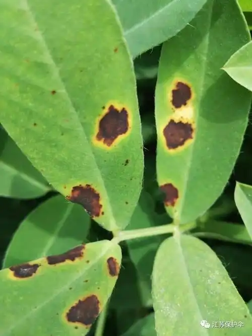 花生褐斑病症状及防治详解超详细