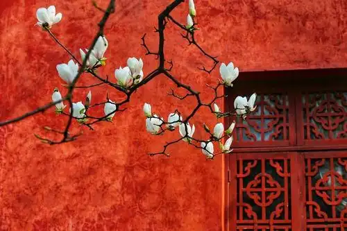 红色系红墙红窗白花古风