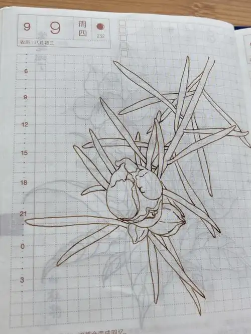 手账本hobonichi每日一画午时花