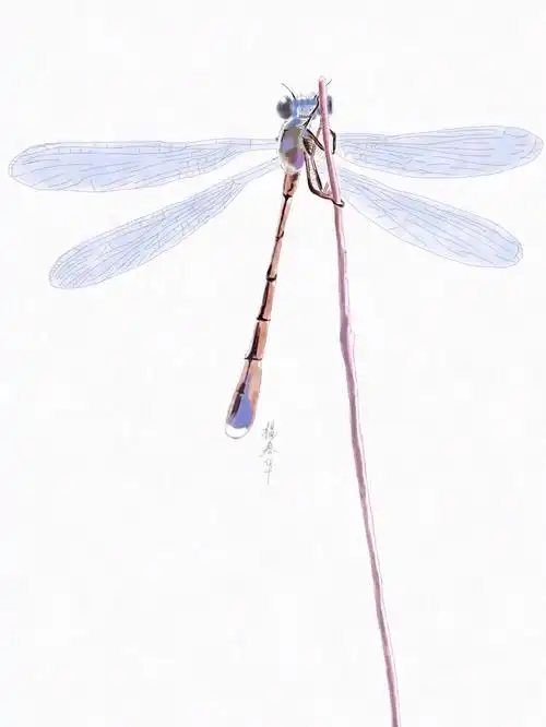 手绘蜻蜓