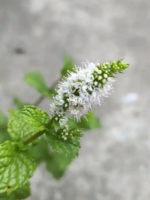 还有一个花语是良好的品德,美德,表示谦虚有礼的态度,可以迁就他人.