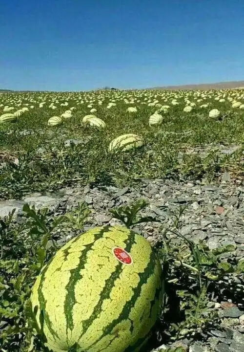 宁夏硒砂瓜熟了!