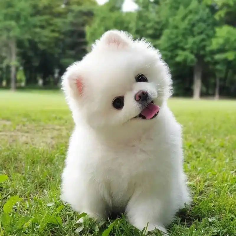 最爱叫的8种狗狗,受不了的,要慎养