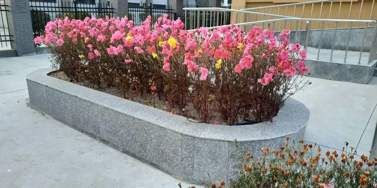 前面的花池,从远处看很好看,走进才发现创意的美_黄色