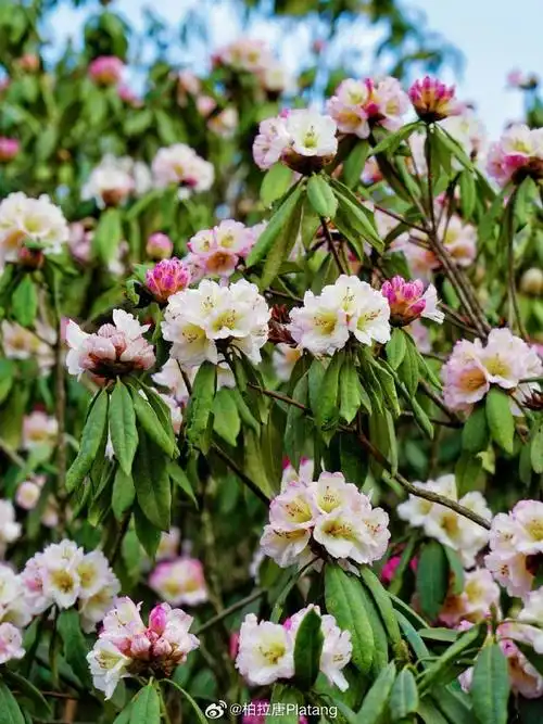 百里杜鹃##春游记##春日追花之旅