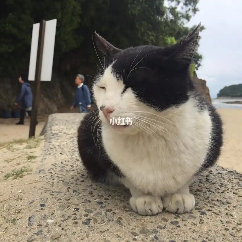 小豆岛——天使之路镇岛之猫