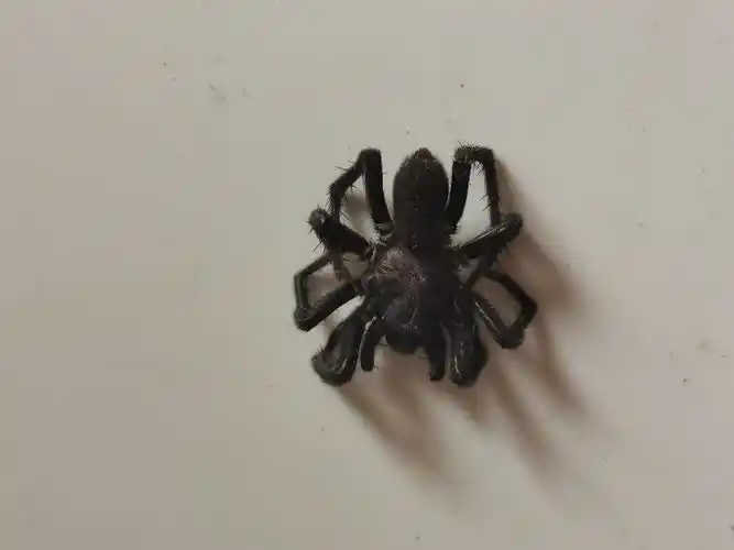 请问这个蜘蛛有毒吗好吓人啊