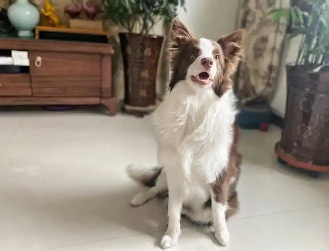 狗狗眼真的太可了吧!分享一下崽最近的帅照