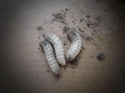 花盆里长了一种白色的有小手指那么粗的肉虫,是什么虫?应该怎样消灭?