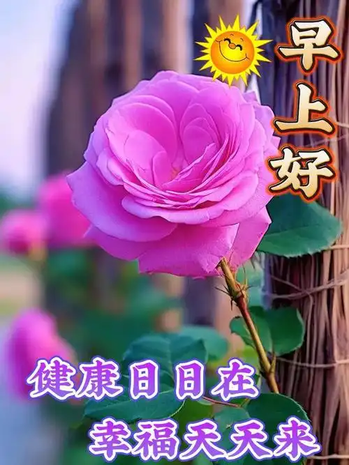 12月29日最新早上好漂亮图片祝福|快乐|清晨|幸福|早安|好运_网易订阅