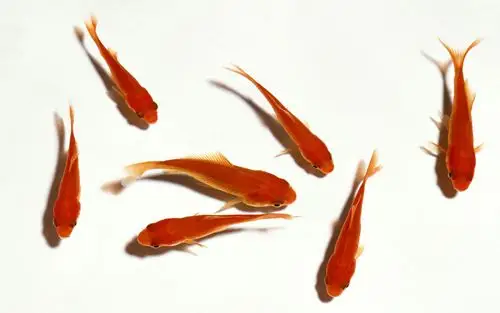 各种各样的小金鱼图片高清电脑壁纸