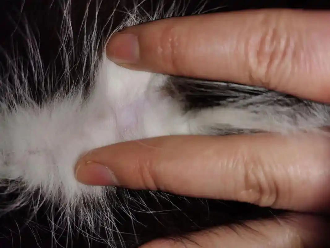 猫咪也有肚脐眼哦.