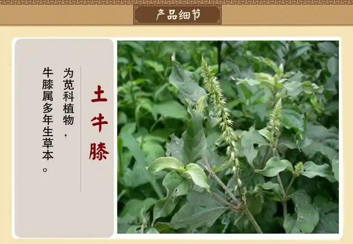 野生土牛膝中草药材紫牛膝倒扣草倒钩草牛七 牛漆接骨丹500克 包邮