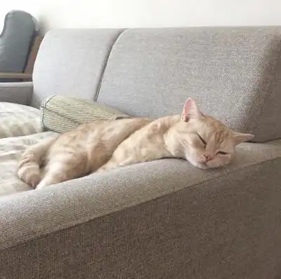 猫咪睡着后,背影萌死了.