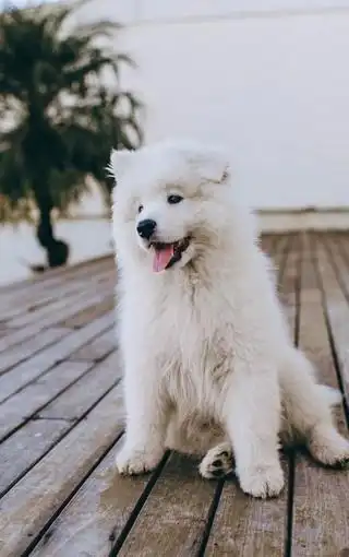 精选可爱呆萌的小狗图片壁纸