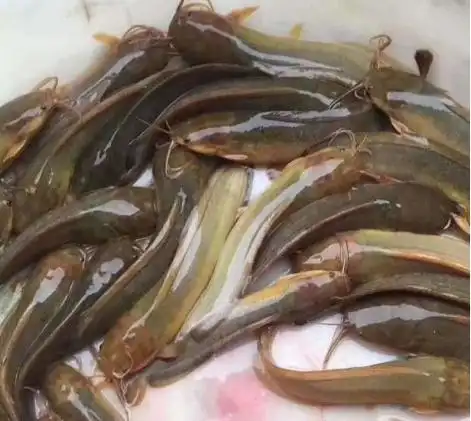 肥美,真的很好吃 塘虱鱼 (《本草求原》) 【异名】角鱼,暗钉鱼(《本