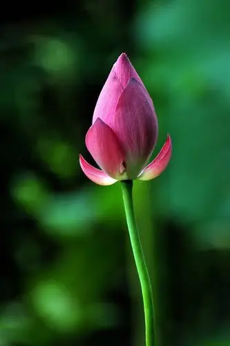 微信荷塘—夏日荷花别样红