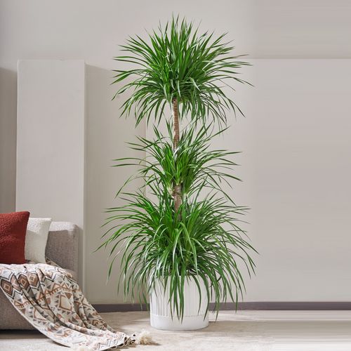 客厅摆放龙须树好不好「客厅摆放龙须树好不好风水」