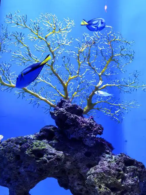 北海游记(2)--海底世界2020.11. - 美篇