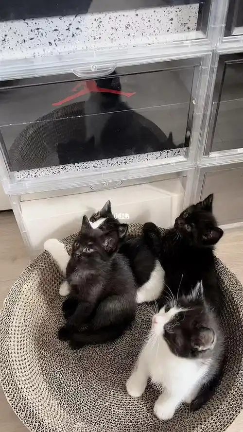 英短暹罗的孩子