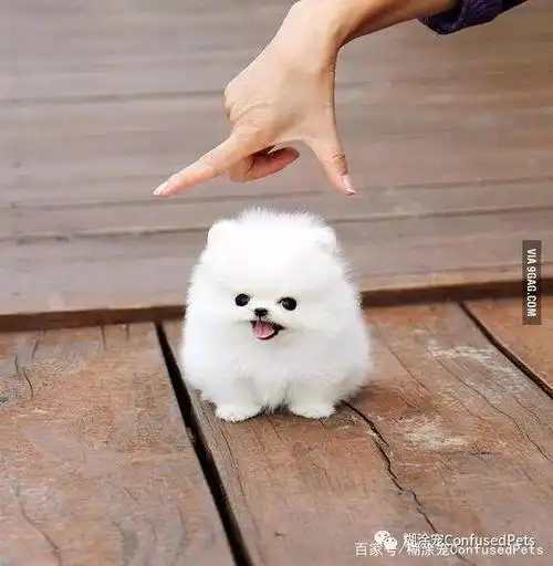 来看一下软萌萌的小奶狗吧