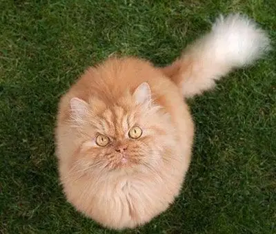 土耳其波斯猫愤怒眼神摆臭脸图集