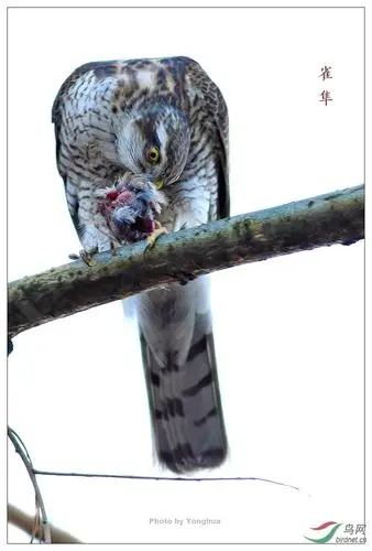 鹞子雀隼进食
