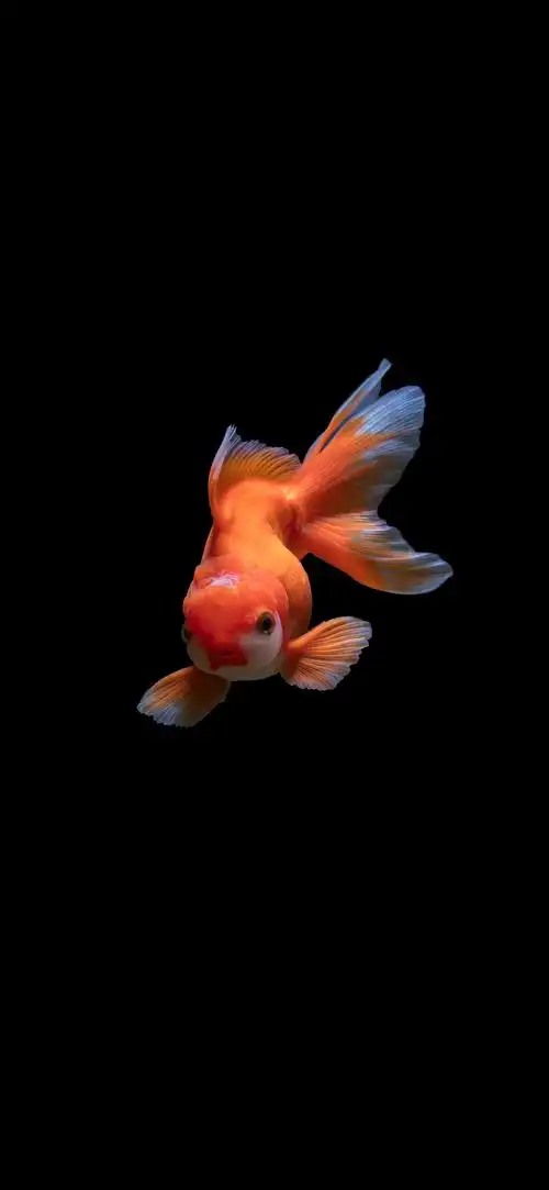 1440_3120竖版 竖屏